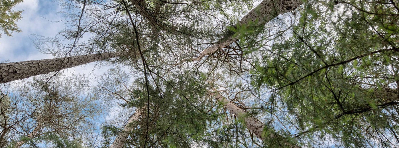 Grønne grantrær sett nedenfra 